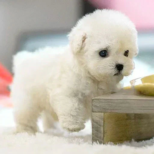 Realistické robotické šteniatko🐶(🎄Oficiálny exkluzívny NICO)- 2024 ❤️‍🔥